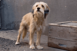 retro kvíz ifjusagi film benji