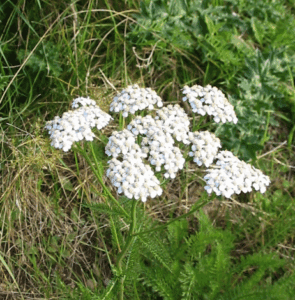 alapműveltség kvíz gyógynövényfelismerő 1