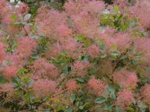 alapműveltség kvíz gyógynövényfelismerő 3