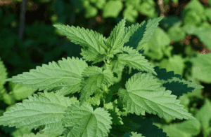 alapműveltség kvíz gyógynövényfelismerő 4