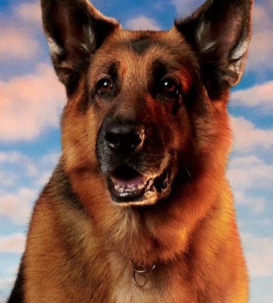 film kviz ki a karakter? rex