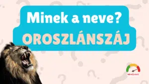 BecsapósNevekKviz