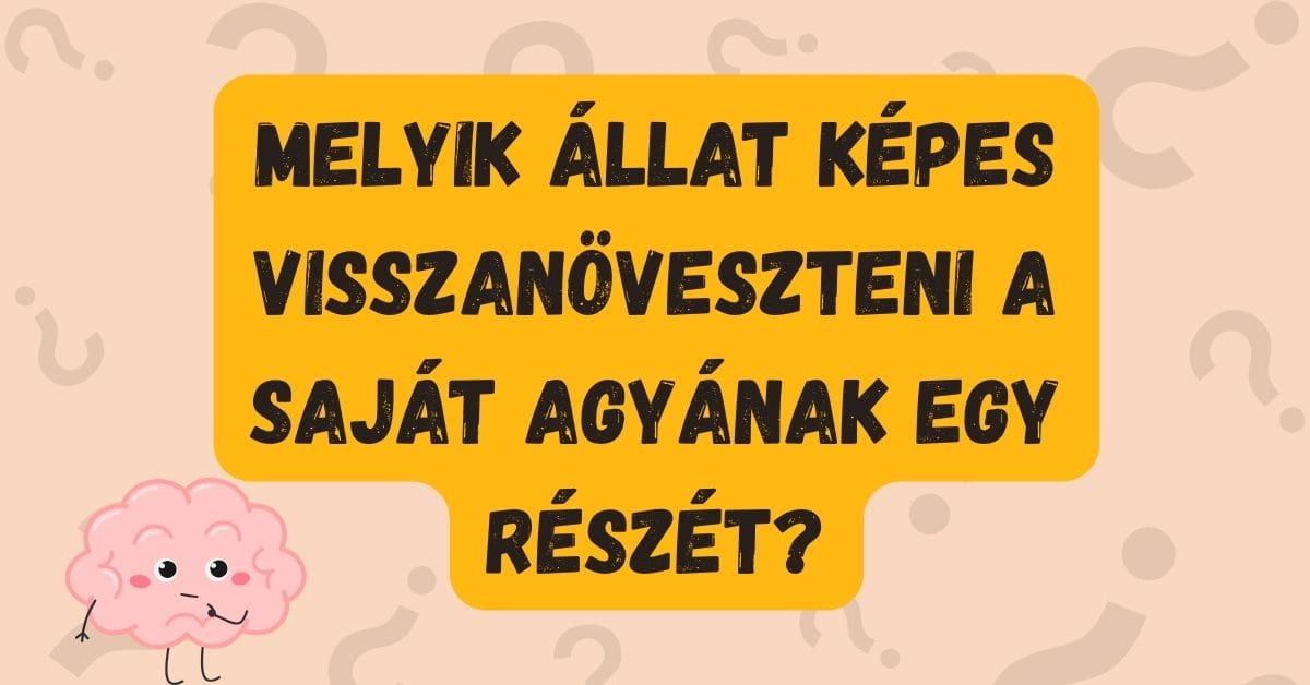 napi kvíz agy