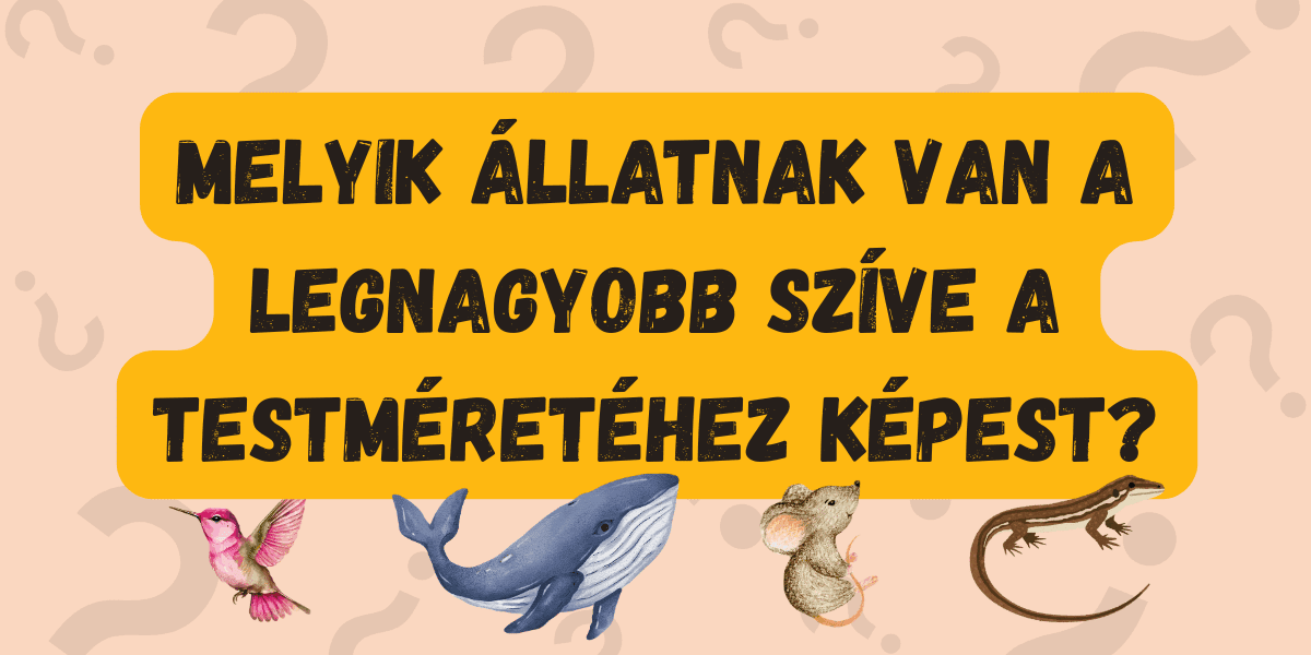 napi kvíz állatok szív 2025-41 cover