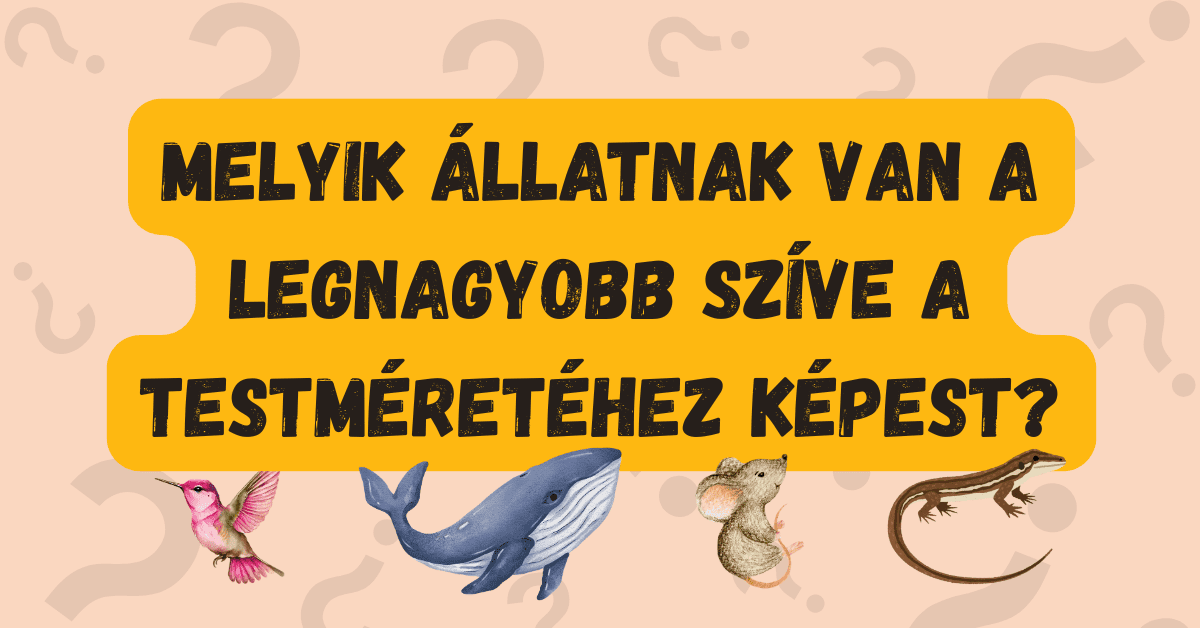 napi kvíz állatok szív 2025-41 cover