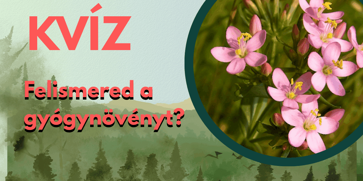 alapműveltség kvíz gyógynövényfelismerő cover