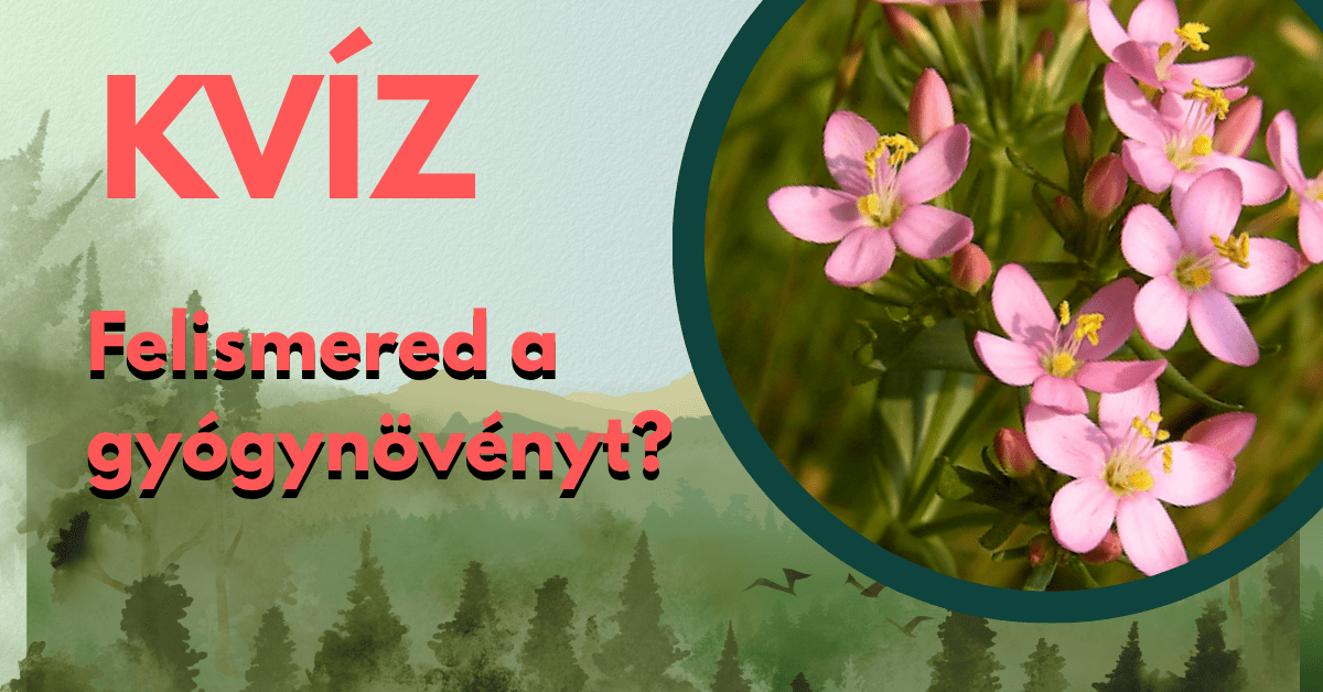 alapműveltség kvíz gyógynövényfelismerő cover
