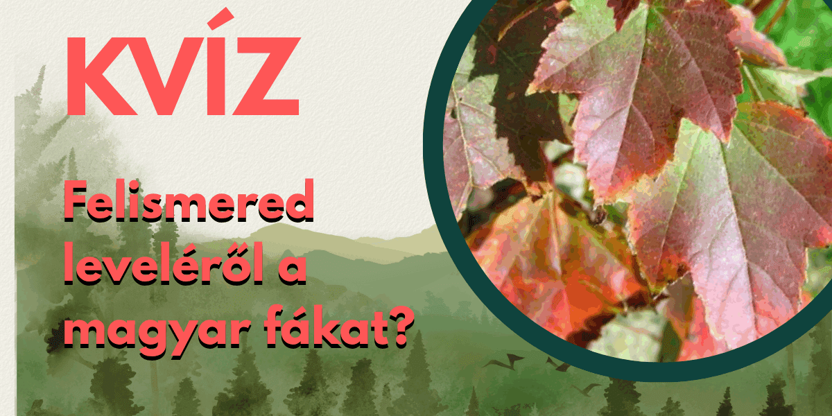 alapműveltség kvíz magyar fák cover