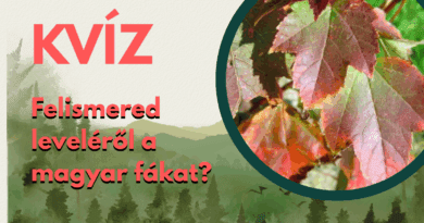 alapműveltség kvíz magyar fák cover