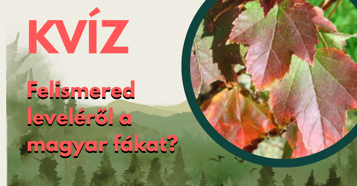 alapműveltség kvíz magyar fák cover