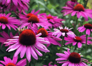 alapműveltség kvíz virágfelismerő 1