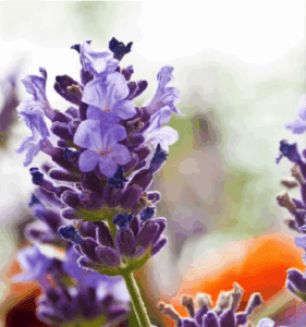 alapműveltség kvíz virágfelismerő 2