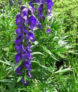 alapműveltség kvíz virágfelismerő 3