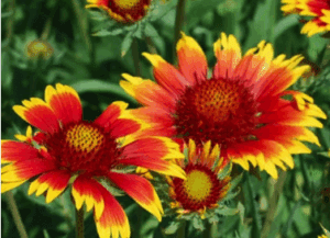 alapműveltség kvíz virágfelismerő 4