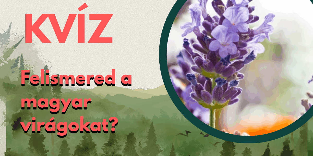 alapműveltség kvíz virágfelismerő cover
