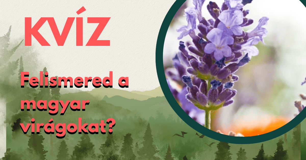 alapműveltség kvíz virágfelismerő cover