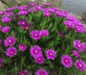 termeszet kviz növényfelismerő 1