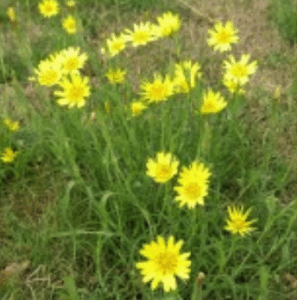 termeszet kviz növényfelismerő 2