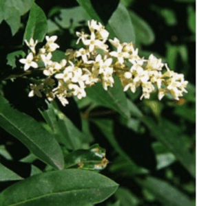 termeszet kviz növényfelismerő 3