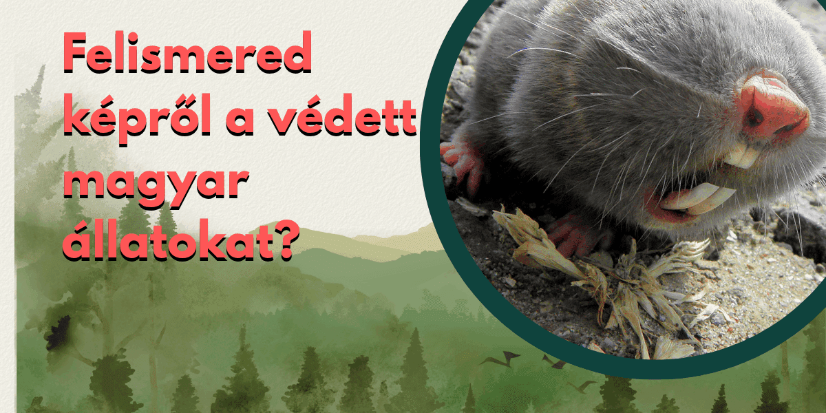 természet tudomány kvíz védett magyar állatok felismerő kvíz cover