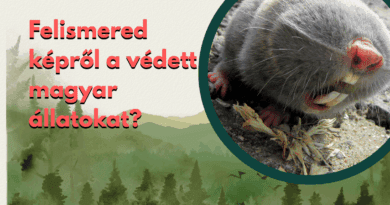 természet tudomány kvíz védett magyar állatok felismerő kvíz cover