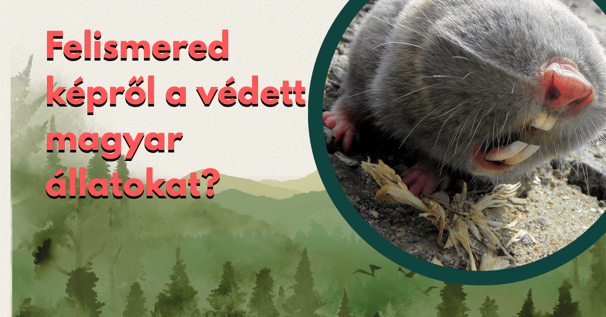 természet tudomány kvíz védett magyar állatok felismerő kvíz cover