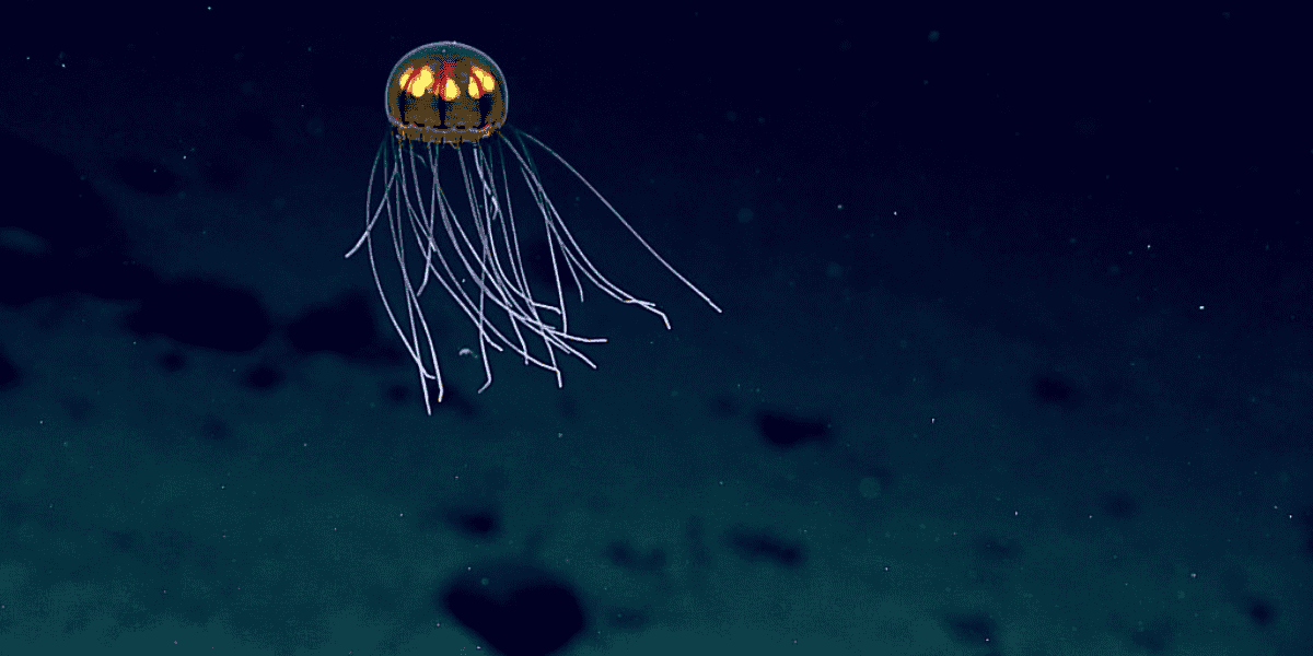 Hogyan írjuk helyesen Mariana-árok vagy Marianna-árok