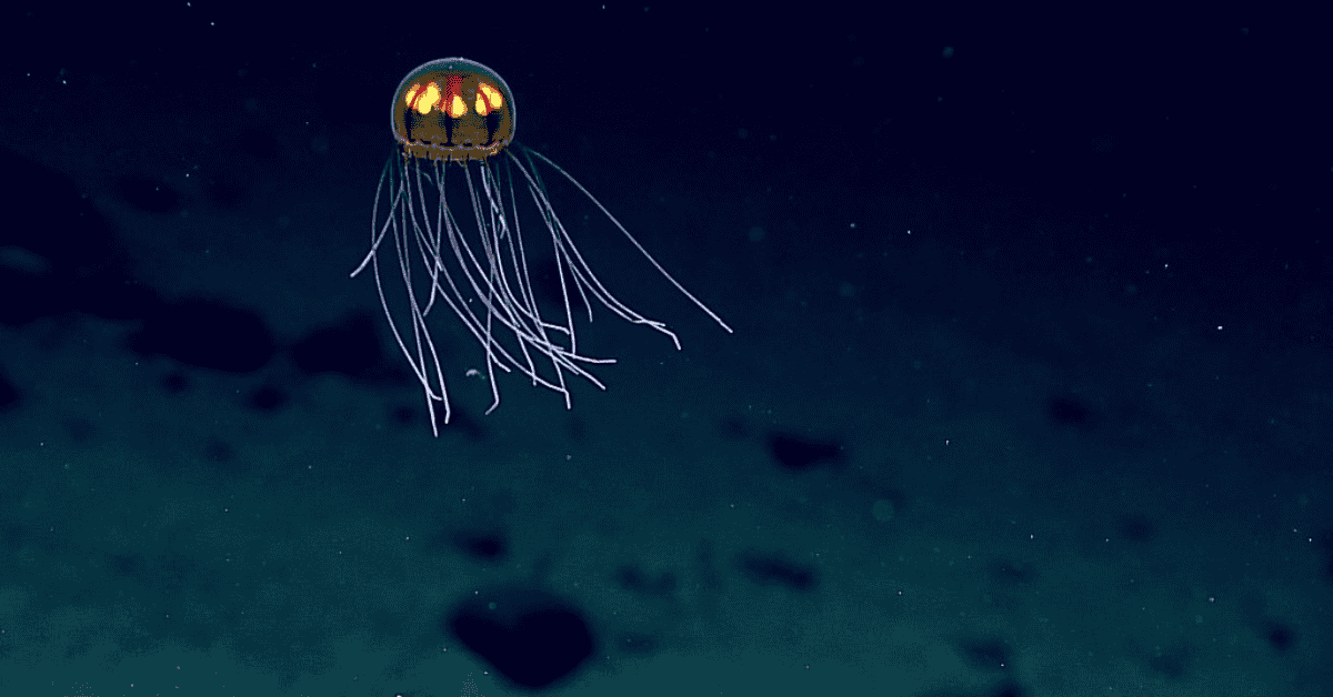 Hogyan írjuk helyesen Mariana-árok vagy Marianna-árok